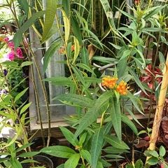 Asclepias Curassavica - Vivero Mario