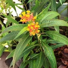 Asclepias Curassavica - comprar online