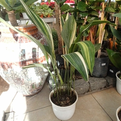 Aspidistra en internet