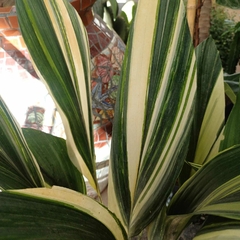 Aspidistra - comprar online