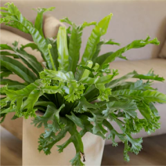 Helecho Asplenium Crissie - comprar online