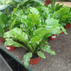 Helecho Asplenium en internet