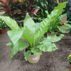 Helecho Asplenium - comprar online