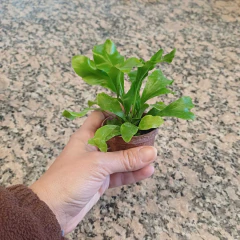 Helecho Asplenium - Vivero Mario