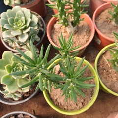 Cactus alfileres - comprar online