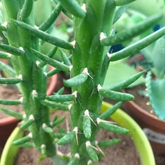 Cactus alfileres