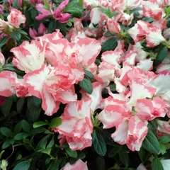 Azalea Doble - Vivero Mario