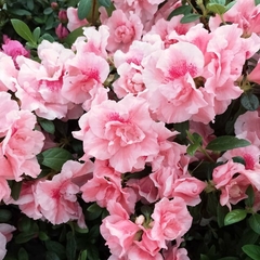 Azalea Doble - Vivero Mario