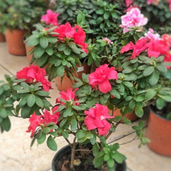 Azalea Doble - comprar online