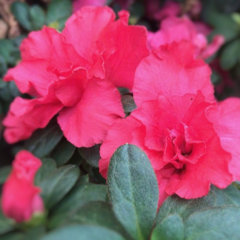 Azalea Doble - Vivero Mario