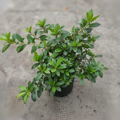 Azalea Simple - tienda online