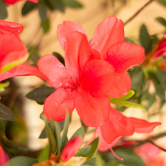 Azalea Simple - tienda online