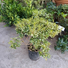 Azarero enano variegado - comprar online