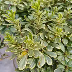 Azarero enano variegado - Vivero Mario