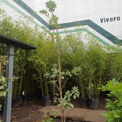 Azarero Variegado - tienda online