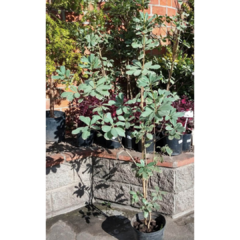 Azarero Variegado - comprar online