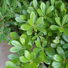 Azarero verde