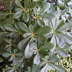 Azarero verde - comprar online