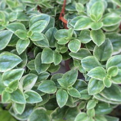 Baby Rose Variegada - comprar online