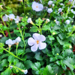 Bacopa - Vivero Mario