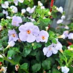 Bacopa