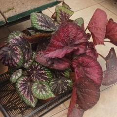 Imagen de Begonia Rex