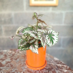 Begonia Rex (Artificial) en internet