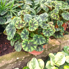 Begonia Tiger - comprar online