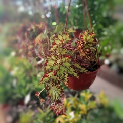 Begonia Cleopatra en internet