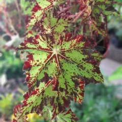 Begonia Cleopatra en internet