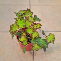 Begonia Cleopatra - Vivero Mario