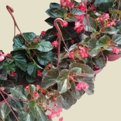 Begonia Dragon Wing - tienda online