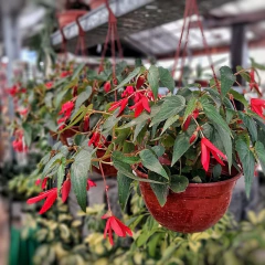 Begonia Boliviensis - comprar online