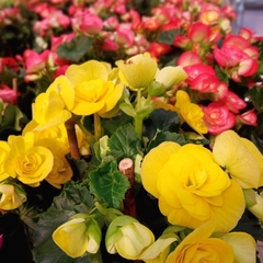 Begonia Elatior - Vivero Mario