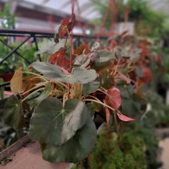 Begonia Erythrophylla en internet