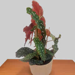 Begonia Maculata - comprar online