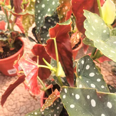 Begonia Maculata - Vivero Mario