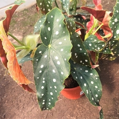 Begonia Maculata