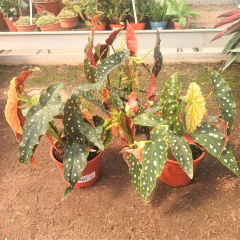 Begonia Maculata - tienda online
