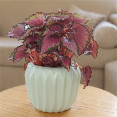 Begonia Rex - comprar online