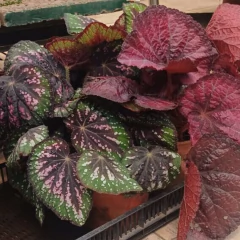 Begonia Rex en internet
