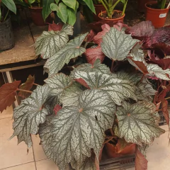 Begonia Rex - Vivero Mario