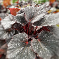 Imagen de Begonia Rex