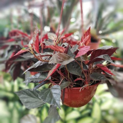 Begonia Rubra - Vivero Mario