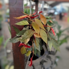 Begonia Rubra - comprar online