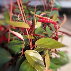 Begonia Rubra