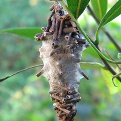 Insecticida Mamboretá Z - comprar online