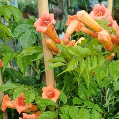 Bignonia Radicans - Vivero Mario