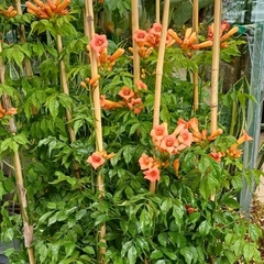 Imagen de Bignonia Radicans