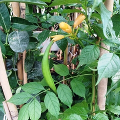 Bignonia Radicans